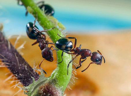 家里有蚂蚁是什么原因