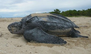世界上体型最大的海龟是 世界上体型最大的海龟介绍